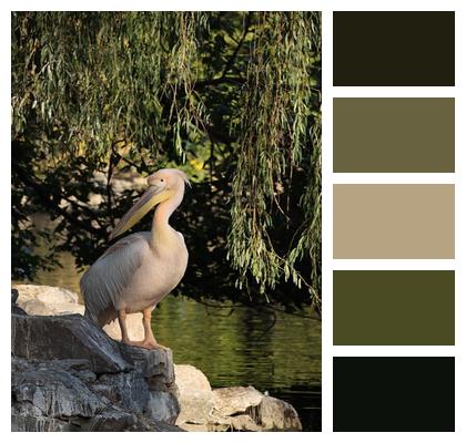 Lake Phone Wallpaper Pelican Image